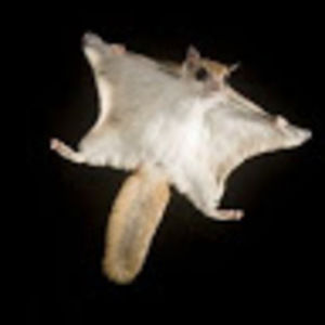 Meet your Posher, Alexander